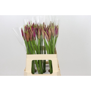 Nerine Mister Nick