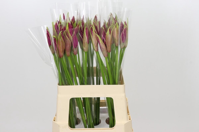 <h4>Nerine Mister Nick</h4>
