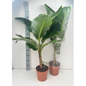 MUSA DWARF CAVENDISH