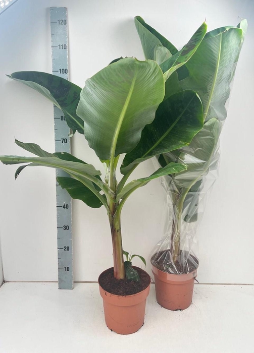 <h4>MUSA DWARF CAVENDISH</h4>