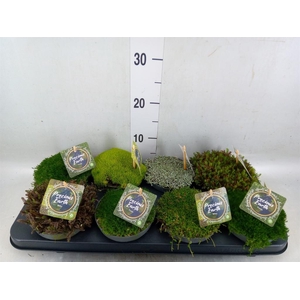 Vaste pltn   ...       [Perennials]