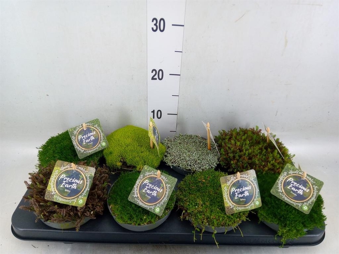 <h4>Vaste pltn   ...       [Perennials]</h4>