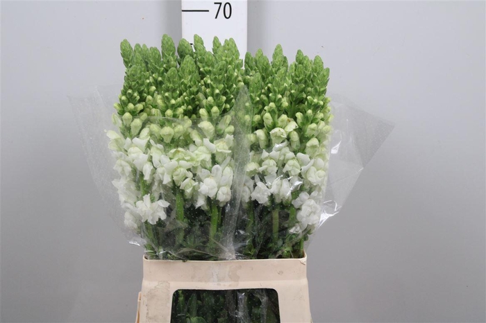 <h4>Antir Poto White</h4>