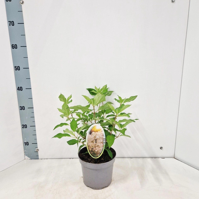 <h4>Hydrangea paniculata</h4>