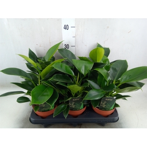 Philodendron  'Green Princess'