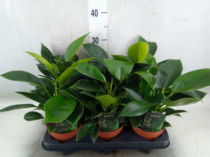 <h4>Philodendron  'Green Princess'</h4>