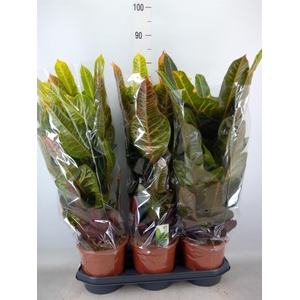 Codiaeum var. GR 'Excellent'