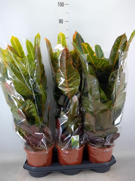 <h4>Codiaeum var. GR 'Excellent'</h4>