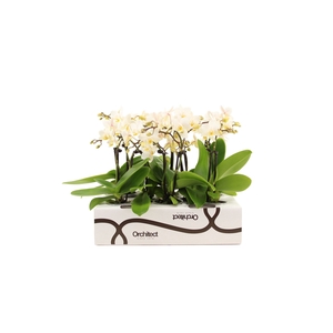 Phalaenopsis   ...mini