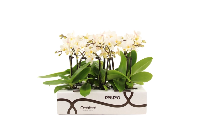 <h4>Phalaenopsis   ...mini</h4>