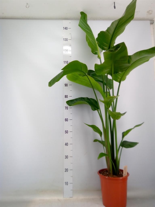 <h4>Strelitzia nicolai</h4>