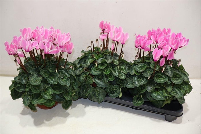 <h4>Cycl Gr Sup Xl Pink</h4>