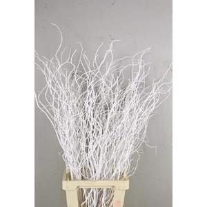 Salix Tortuosa White