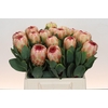 Protea Grandicolor