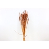 Dried Triticum Bleached Brown Bunch