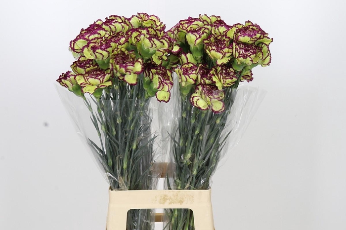 <h4>Dianthus St Extravaganza</h4>