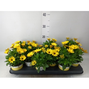 Osteospermum   ...