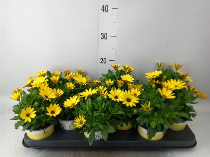 <h4>Osteospermum   ...</h4>