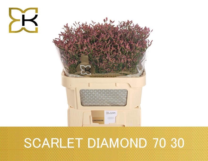 <h4>LIM SIN SCARLET DIA</h4>