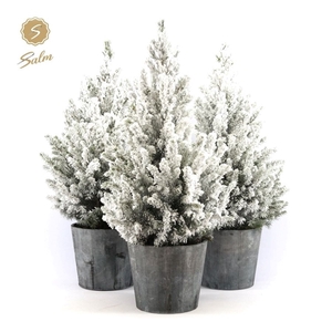 Picea gl. 'December'® P19 in Wood + Snow