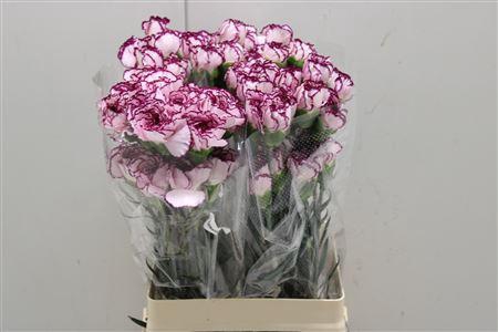 <h4>Di St Damascus</h4>