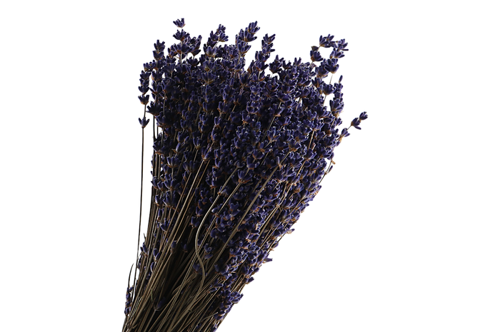Lavendel Blue Dark Extra