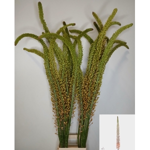 EREMURUS OV