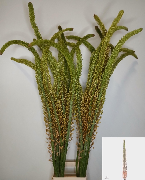 <h4>EREMURUS OV</h4>