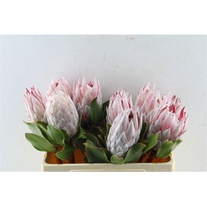 Protea Cynaroides