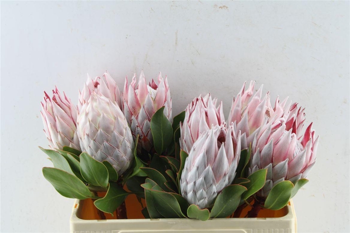 <h4>Protea Cynaroides</h4>