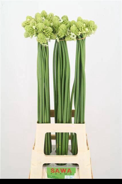 <h4>Ornit Saundersiae</h4>