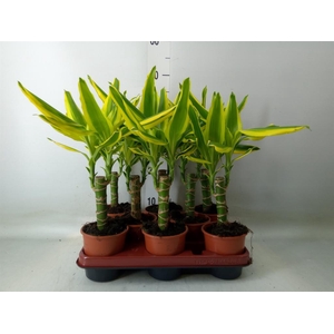 Dracaena frag. 'Golden King'