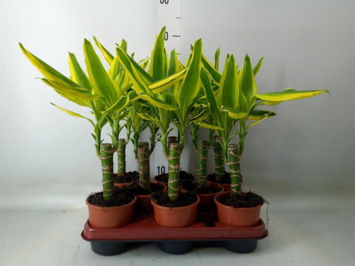 <h4>Dracaena frag. 'Golden King'</h4>