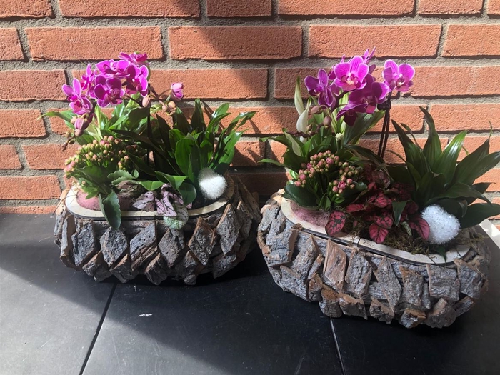<h4>Arr (5) Phal Hout Ovaal Xl</h4>