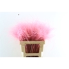 Dried Stypha Penata Light Pink(10 Toef) Bunch