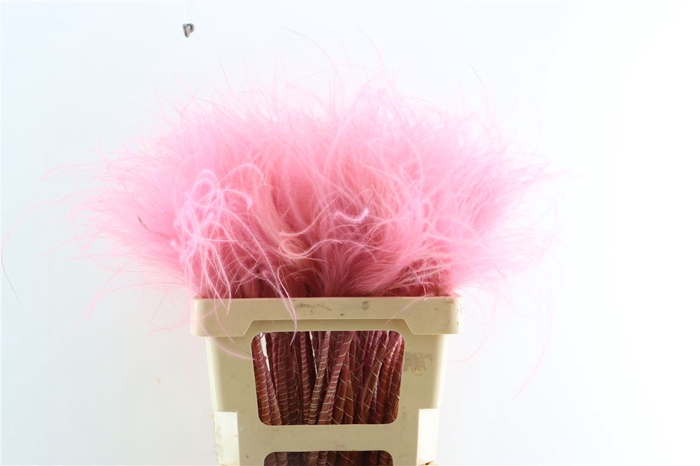 Dried Stypha Penata Light Pink(10 Toef) Bunch