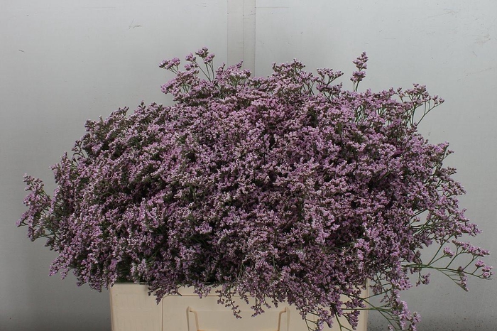 <h4>Lim Saf Oshi Pink 60cm</h4>