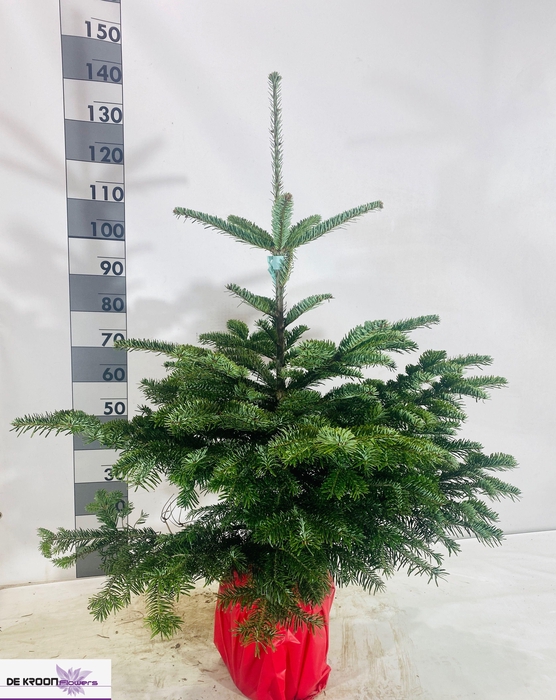 <h4>ABIES NORDMANNIANA</h4>