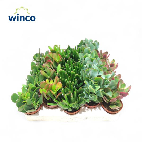 <h4>Crassula Mix</h4>