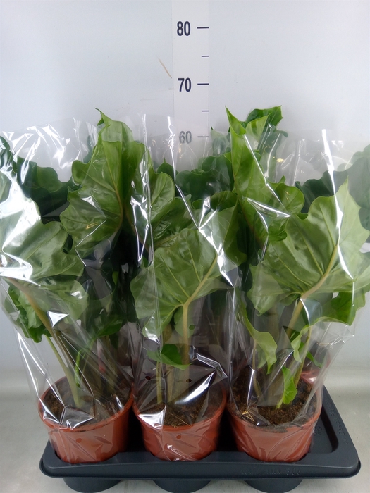 <h4>Alocasia  'Low Rider'</h4>