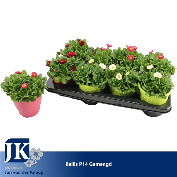 <h4>Bellis p14 TST pot Gemengd in de tray</h4>