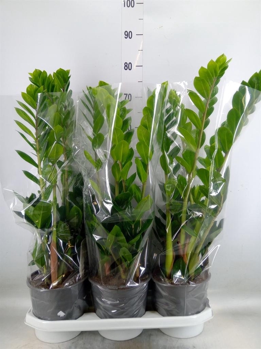 <h4>Zamioculcas zamiifolia</h4>