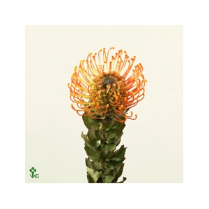 BQ Nutans Veldfire 2 Flower