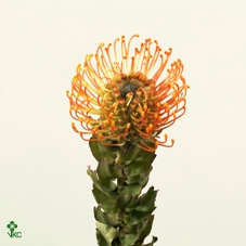 <h4>Leucospermum Cordifolium Petercon</h4>