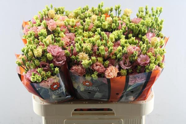 <h4>Eust G Sabrina Orange</h4>