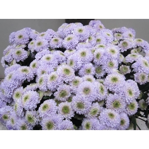 Chr San Ferry Sweet Milka