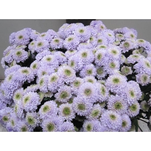 Chr San Ferry Sweet Milka