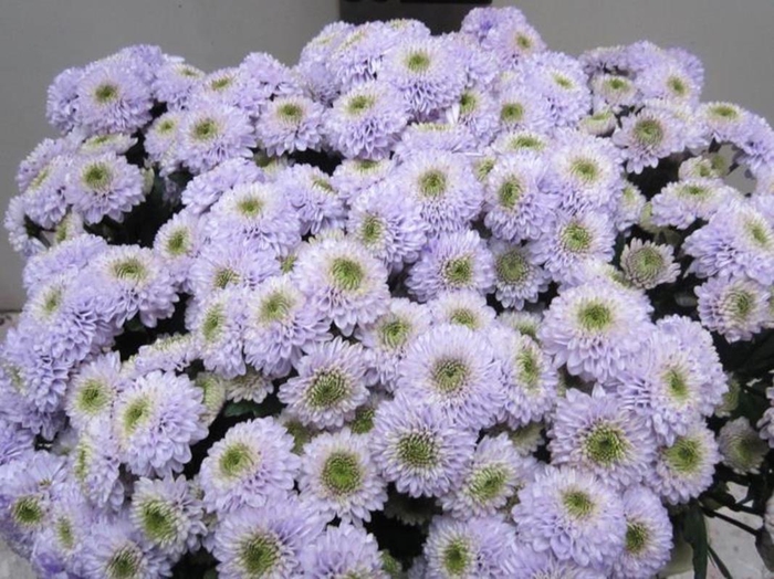 <h4>Chr San Ferry Sweet Milka</h4>