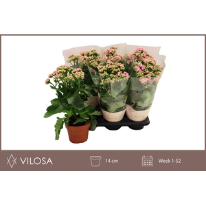 KAL GE RF GRACF PINK