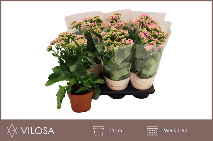 <h4>KAL GE RF GRACF PINK</h4>